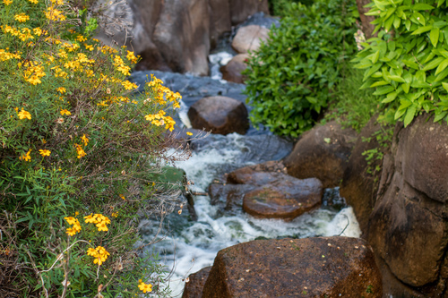 Tagetes lemmonii iNat (2)