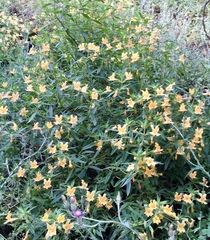 Diplacus longiflorus