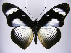 Hypolimnas anthedon anthedon