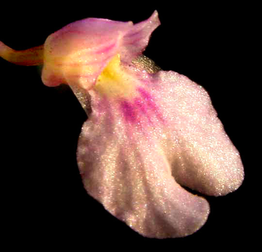 Ionopsis utricularioides