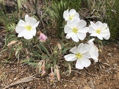 Oenothera albicaulis
