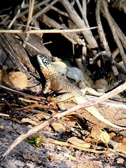 Stenocercus marmoratus