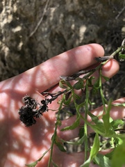 Baccharis plummerae plummerae