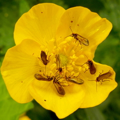 Micropterix calthella