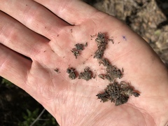 Baccharis plummerae plummerae