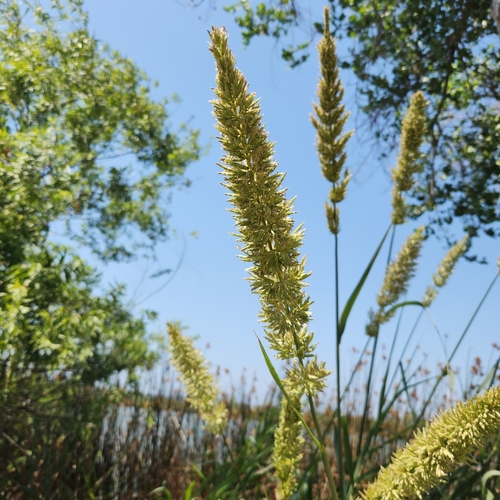 iNaturalist observation photo of Prairie Junegrass