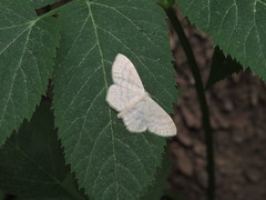 Scopula floslactata