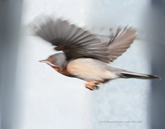 Curruca cantillans albistriata