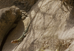 Tropidurus melanopleurus