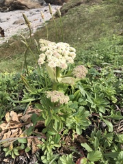 Angelica hendersonii