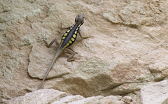 Tropidurus melanopleurus