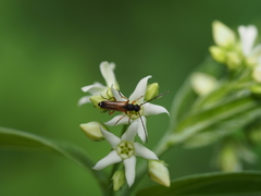 Alosterna tabacicolor