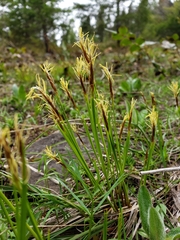 Carex geyeri