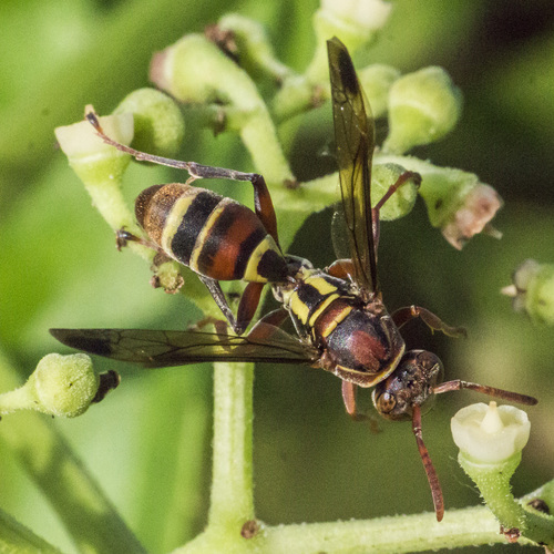 Polistes stigma (Fabricius, 1793)