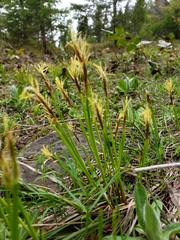 Carex geyeri