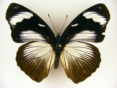 Hypolimnas anthedon anthedon