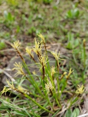 Carex geyeri