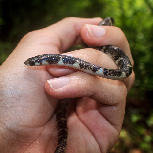 Ringed Centipede Snake