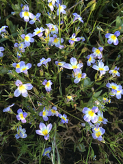 Porterella carnosula