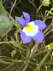 Porterella carnosula