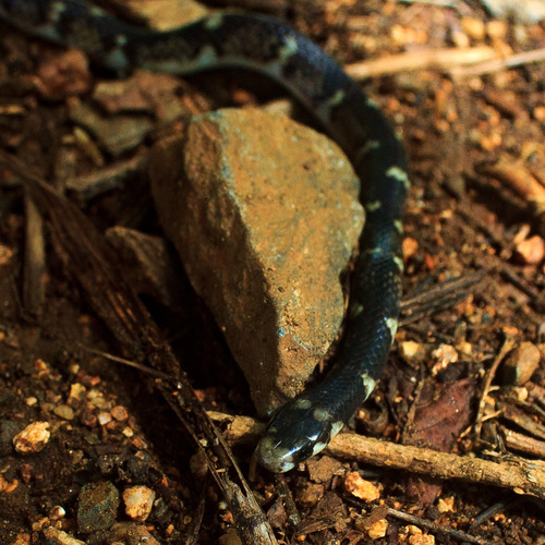 Ringed Centipede Snake