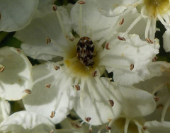 Anthrenus picturatus