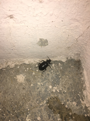 Calosoma peregrinator