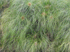 Cyperus papyrus