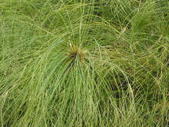 Cyperus papyrus