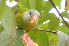 Brotogeris pyrrhoptera