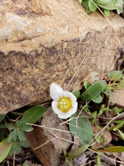 Hesperochiron pumilus