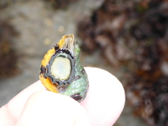 Paciocinebrina circumtexta