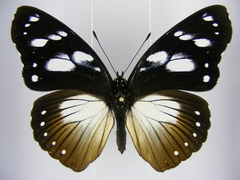 Hypolimnas anthedon anthedon