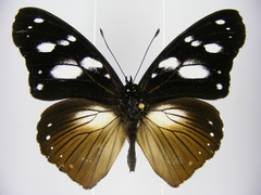 Hypolimnas anthedon anthedon