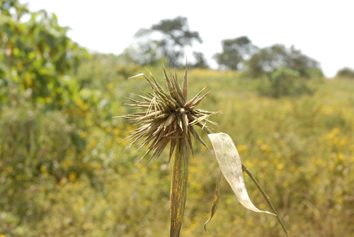Image of Oxytenanthera abyssinica by (c) timharris, some rights reserved (CC BY)