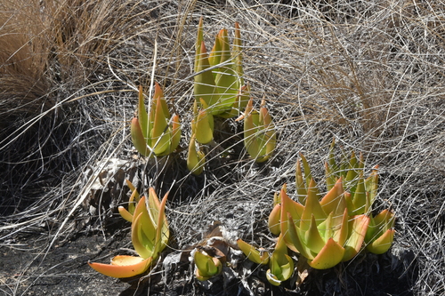 Aloe deltoideodonta var. fallax