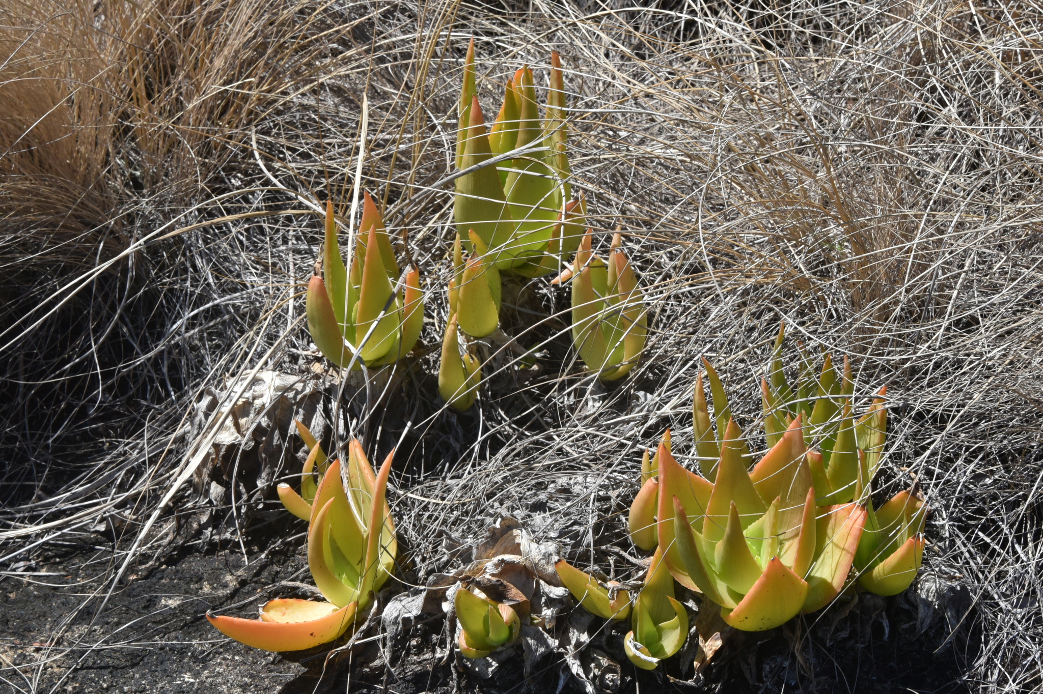 Aloe deltoideodonta var. fallax