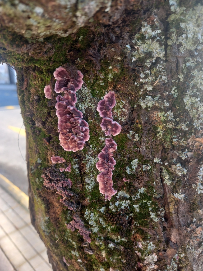 Chondrostereum purpureum · June 2024 · photo: © amoxiconclav (iNaturalist, cc-by)