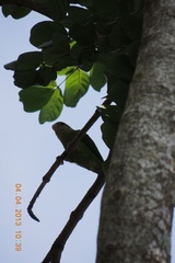 Brotogeris pyrrhoptera