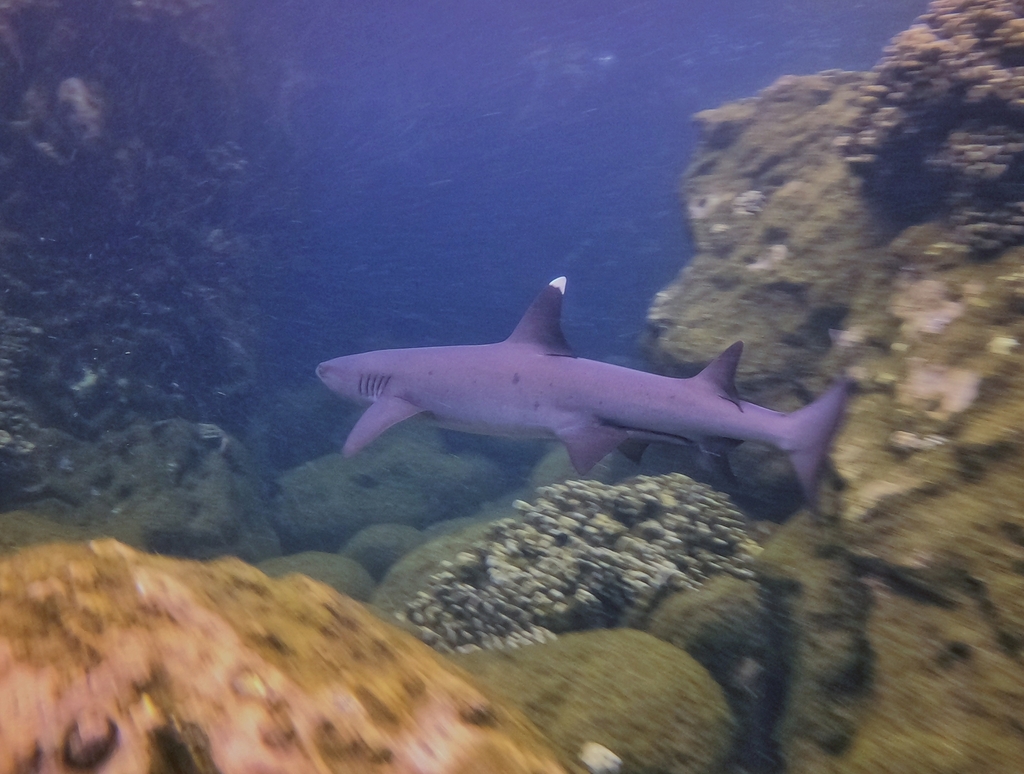 Whitetip reef shark swimming past a coral wall
