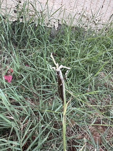 Ustilago cynodontis observed 2024-06-15