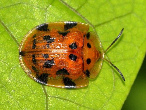 Insects Id: Laccoptera, Laccoptera