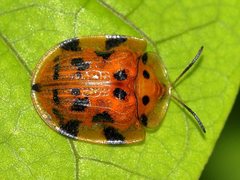 Laccoptera impressa