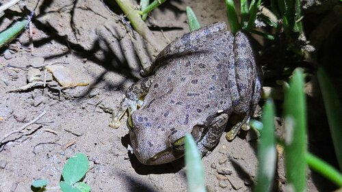 Dumeril's Bright-eyed Frog, Boophis tephraeomystax