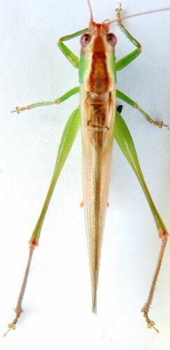 Dusky-faced Meadow Katydid
