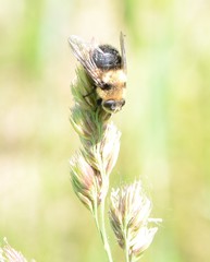 Cephenemyia phobifer