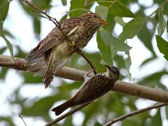 Cacomantis variolosus