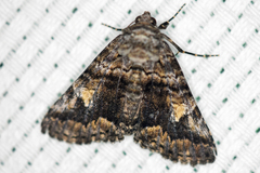 Metria amella