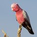 Western Galah - Photo (c) Graham Winterflood, some rights reserved (CC BY-SA), uploaded by Graham Winterflood