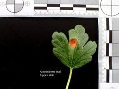 Puccinia caricina